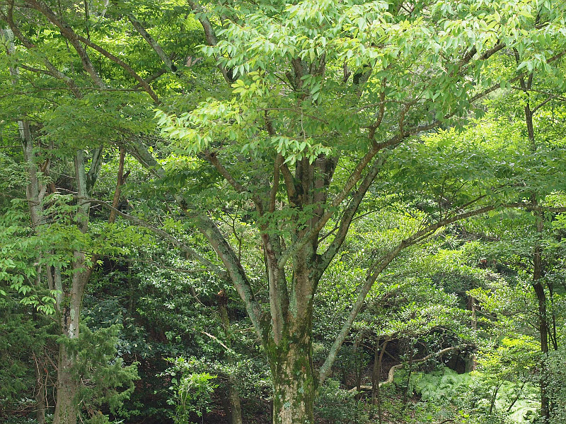 写真拡大