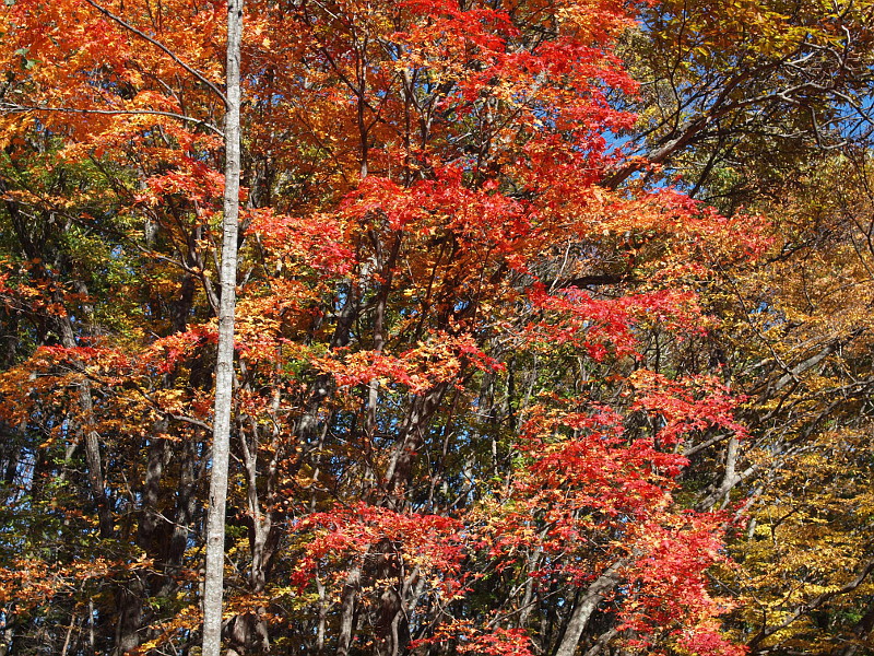 写真拡大