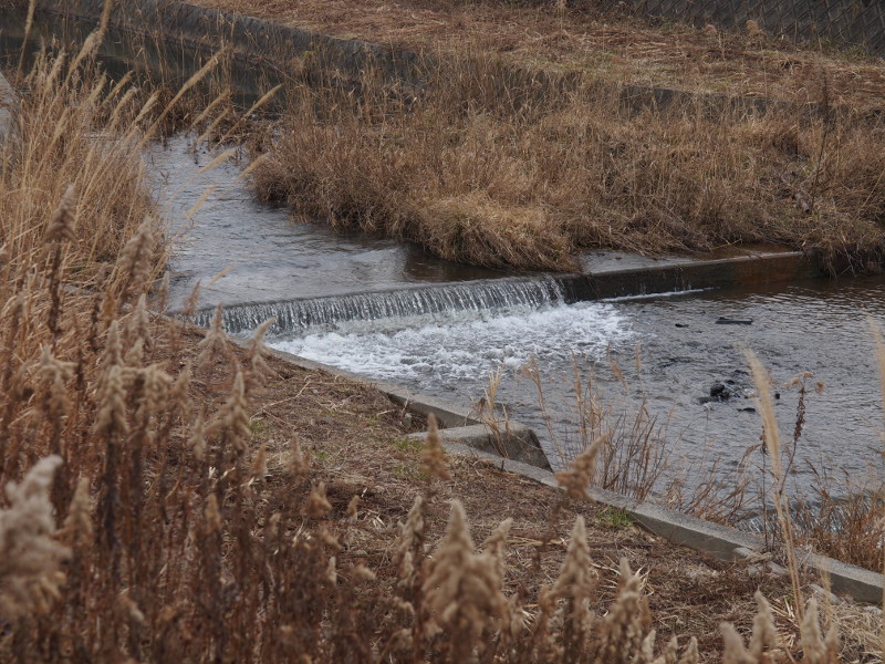 写真拡大