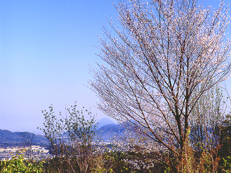 写真拡大