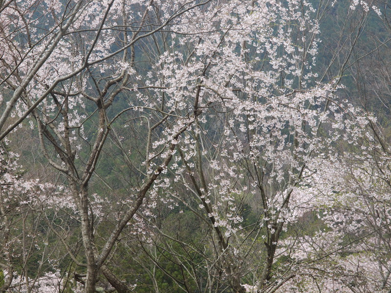 写真拡大