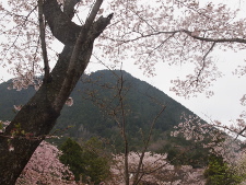 写真拡大