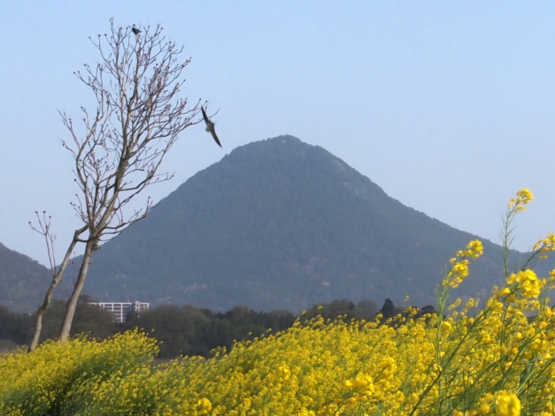 写真拡大