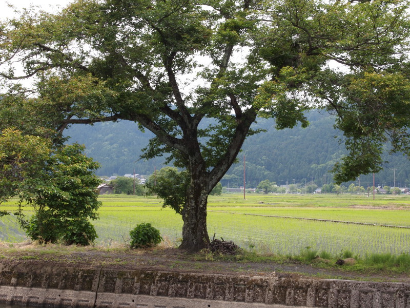 写真拡大