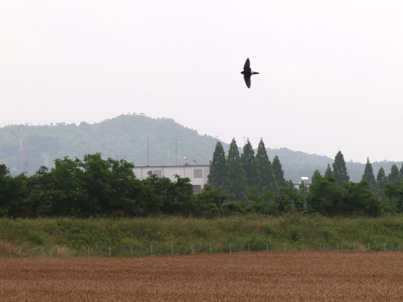 写真拡大
