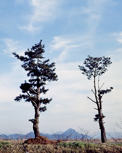 写真拡大
