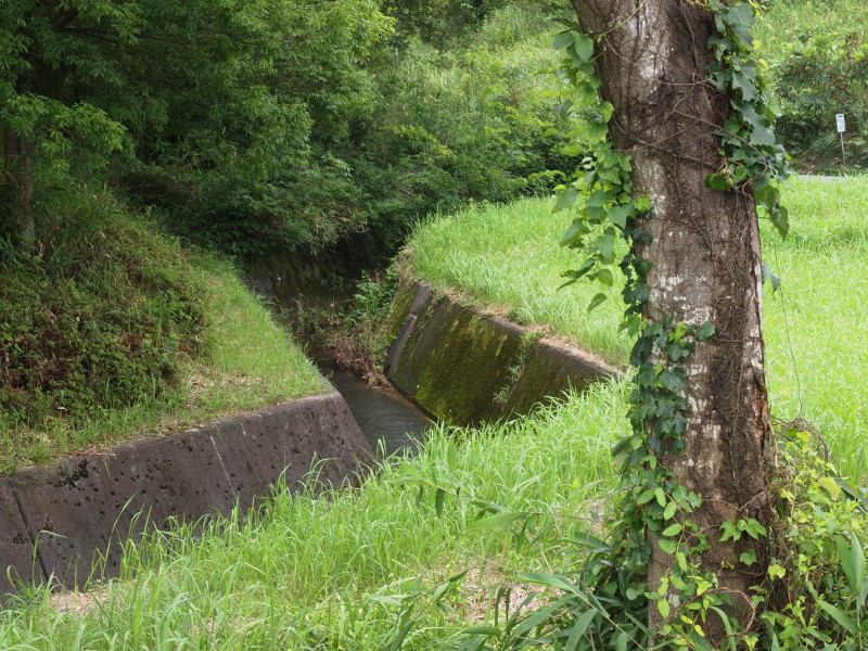 写真拡大