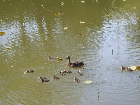 鴨のひな鳥11羽スイスイと