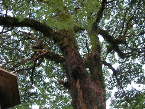 ◆大鳥居と大樹が迎えてくれる、大津市内の平野神社