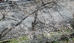 桜が咲き始めました 桜が咲き始めました