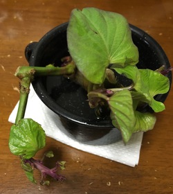 さつま芋 さつま芋