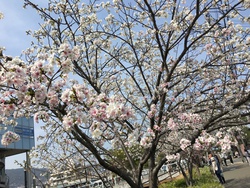 桜散歩 II 桜散歩 II