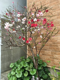 今日は桃の花 今日は桃の花