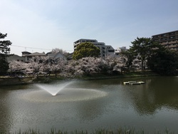 桜散歩 II 桜散歩 II