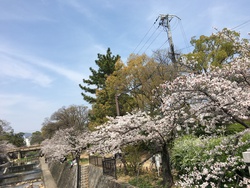 桜散歩 II 桜散歩 II