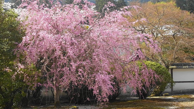 春爛漫の三井寺