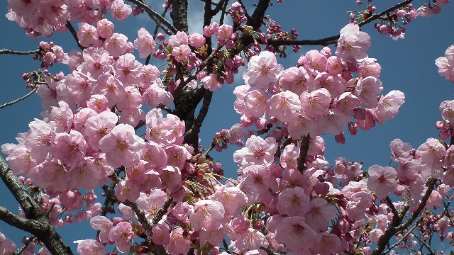 大津京近辺も桜の開花始まる！！