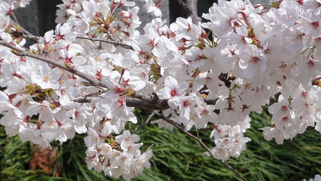 春爛漫、桜満開の京都をぶら～り歩記