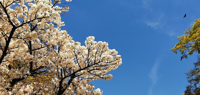 これで見納め、京都の桜「養護院」
