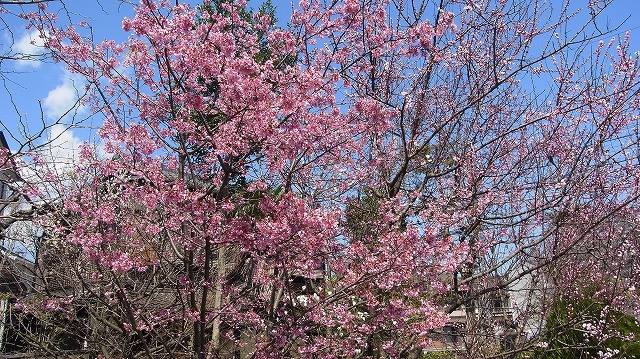 【写真付き】大津京近辺、桜の様子