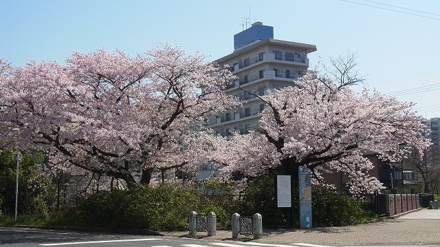 【写真付き】今春の大津京の桜は今がピーク！！