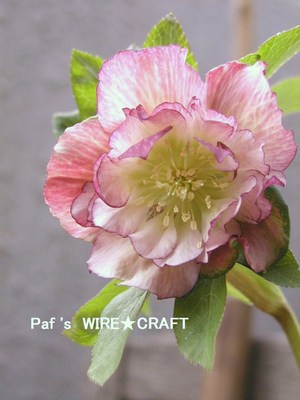 ピンク色の花
