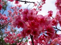 桜咲く頃、花見酒