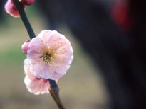 花、初めて