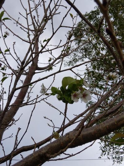 北川原公園　スイセン球根の植栽と季節外れの薄墨桜