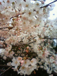 お花見~♪