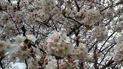 桜の時