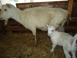 チェリーの子山羊も産まれました。