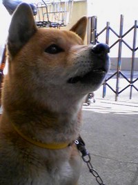 真剣な眼差し
