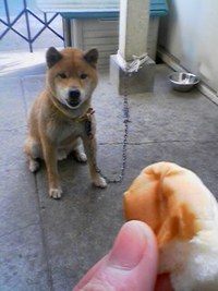 「おすわり」