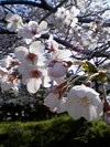 今夜は花見♪