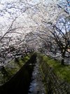 今夜は花見♪