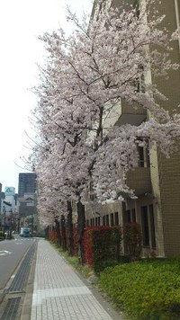 桜