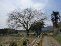 橋尾神社・馬蹄形棚田と一本桜