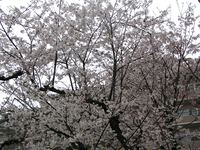 桜毅春雨（さくらはるさめをしのぶ）