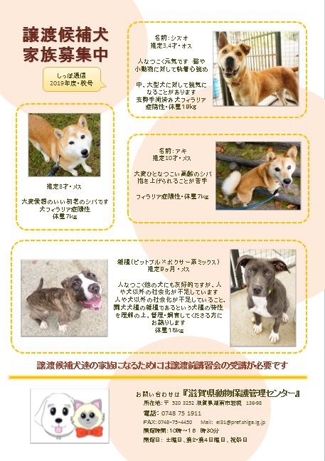 譲渡候補犬の紹介＆しっぽ通信発行