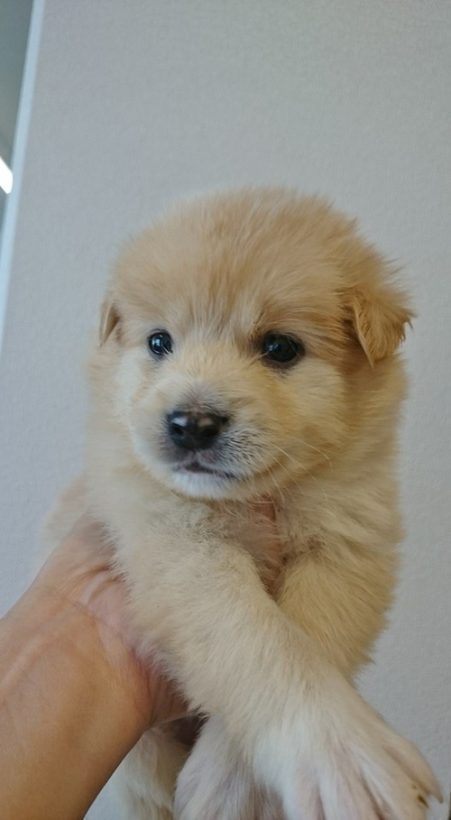 野犬っ仔の女の子! 野犬っ仔の女の子!