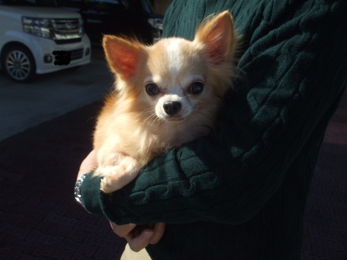 迷い犬の保護が増えています! 迷い犬の保護が増えています!