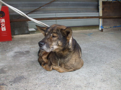 迷い犬の保護が増えています! 迷い犬の保護が増えています!