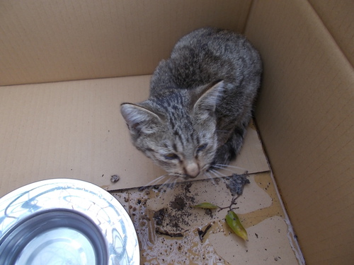 飼い主さんのお迎え待っています 飼い主さんのお迎え待っています