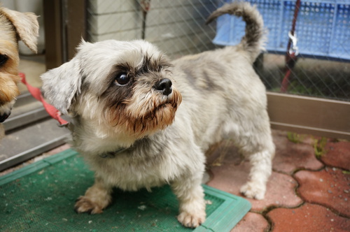 滋賀県動物保護管理センター　譲渡候補犬の紹介