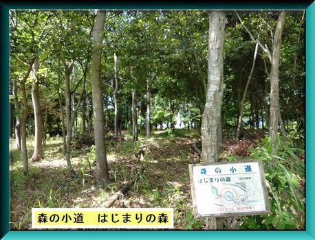 はじまりの森 はじまりの森