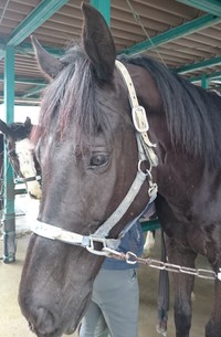 4.4 トレファー、ホマレ 4.4 トレファー、ホマレ