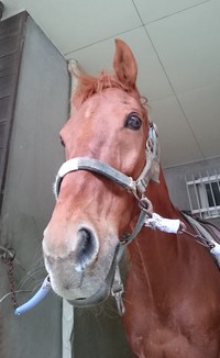4.4 トレファー、ホマレ 4.4 トレファー、ホマレ