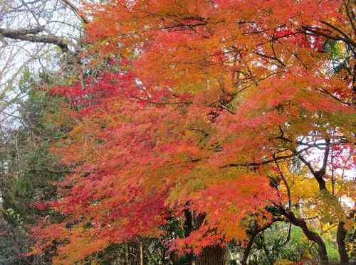 冬紅葉 冬紅葉