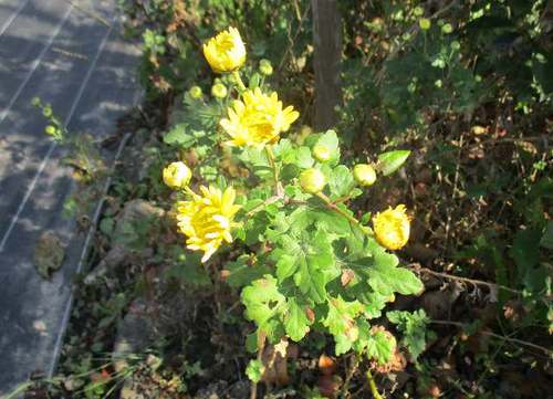 菊 菊